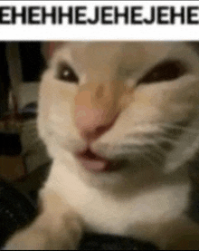 a close up of a cat making a funny face with its tongue out