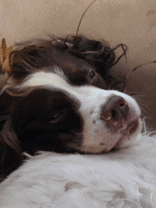 a brown and white dog is laying down on a white blanket