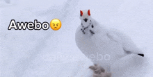 a white bird is standing in the snow with the words awebo written above it