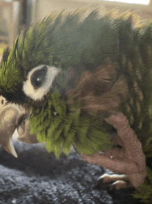 a close up of a green parrot 's face with a white eye