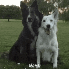 two dogs , a black and white border collie and a white dog , are sitting next to each other in the grass .