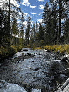 a river in the middle of a forest with trees and rocks