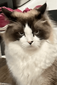 a fluffy brown and white cat looking at the camera with a pink shoe in the background