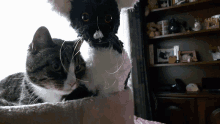 a black and white cat standing next to a gray and white cat