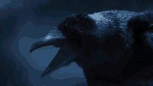 a close up of a black bird with its beak open in the dark