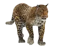 a leopard is walking on a white background with its eyes closed