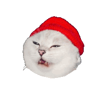 a white cat is wearing a red hat with its eyes closed