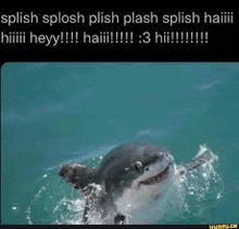 a shark is swimming in the ocean with a caption that says splash splash splash splash splash splash haiiii .