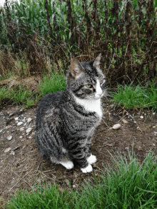 a gray and white cat sitting in the grass looking at the camera