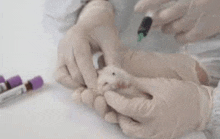 a person is holding a hamster in their hands while a needle is inserted into it .