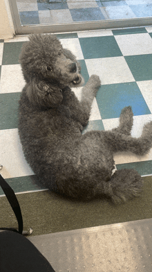 a gray poodle laying on a checkered floor