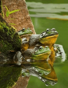 a group of frogs are sitting on top of a rock in the water .