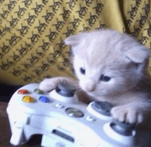 a kitten is playing a video game with a xbox controller .