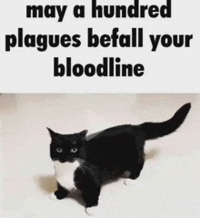 a black and white cat with the words may a hundred plagues befall your bloodline above it