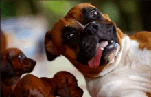 a brown and white boxer dog is sticking its tongue out while laying next to two puppies .