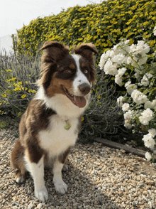 a brown and white dog sitting in front of a bush of white flowers