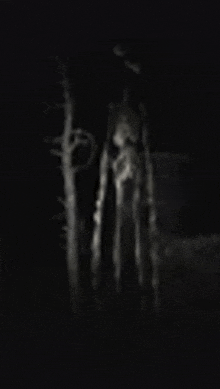 a black and white photo of a skeleton in a dark forest .