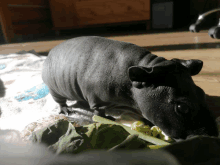 a hairless guinea pig eating some greens on a bed