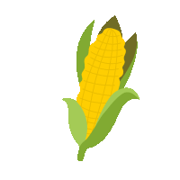 a corn cob with a green leaf on it