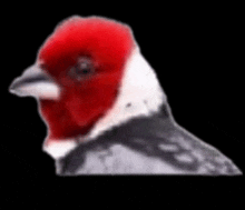 a bird with a red head and white feathers