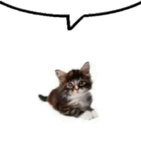 a black and white kitten is laying down on a white surface with a speech bubble above it .