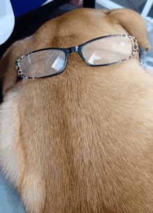 a close up of a dog wearing reading glasses