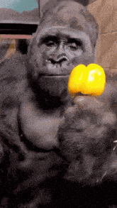 a gorilla holding a yellow pepper in its mouth