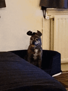 a dog wearing a reindeer hat is sitting in a dog bed