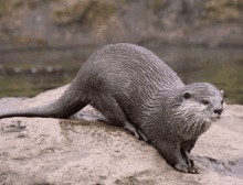 an otter is standing on a rock near a body of water