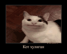 a picture of a cat with a caption that says kot