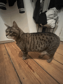 a cat is standing on a wooden floor in front of a rack of clothes