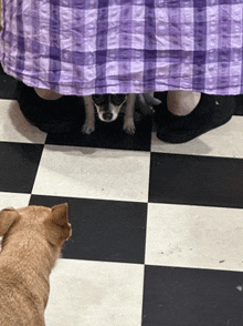 a dog standing under a purple plaid shirt looking at the camera