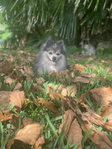 a small dog laying in the grass with leaves