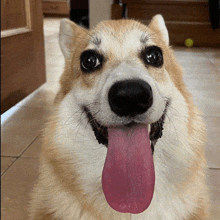 a dog with a pink tongue sticking out is smiling