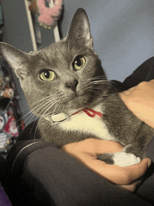 a person is holding a grey cat with green eyes