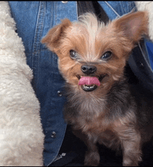 a small brown dog sticking its tongue out while wearing a blue jacket