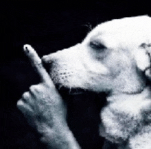 a black and white photo of a dog making a peace sign