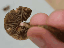 a person is holding a brown mushroom with a white center