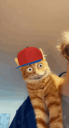 a cat wearing a red hat with a blue stripe on the brim