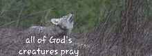 a coyote is howling in the grass with the words all of god 's creatures pray below it