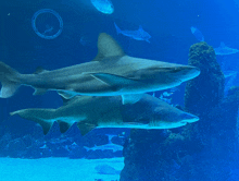 two sharks are swimming together in a large tank