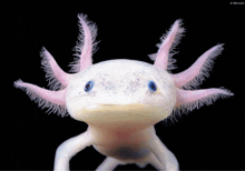 a close up of a white axolotl with pink ears and blue eyes