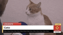 a brown and white cat is sitting in front of a news channel