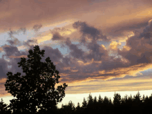 a tree silhouetted against a sunset sky with clouds