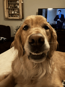 a close up of a dog laying on a bed with a tv in the background