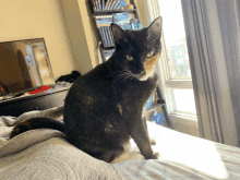 a cat sitting on a bed in front of a window