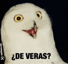 a white owl with a red beak and the words de veras