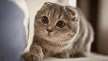 a close up of a scottish fold cat laying on a shelf looking at the camera .