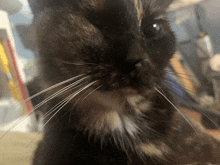 a close up of a cat 's face with a blurry background