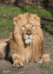 a lion is laying down in the dirt and the photo was taken by jean-marc photography